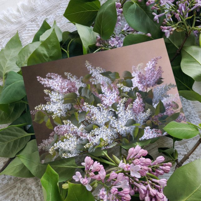 Vintage Lilacs Postcard (Creator Uploaded)