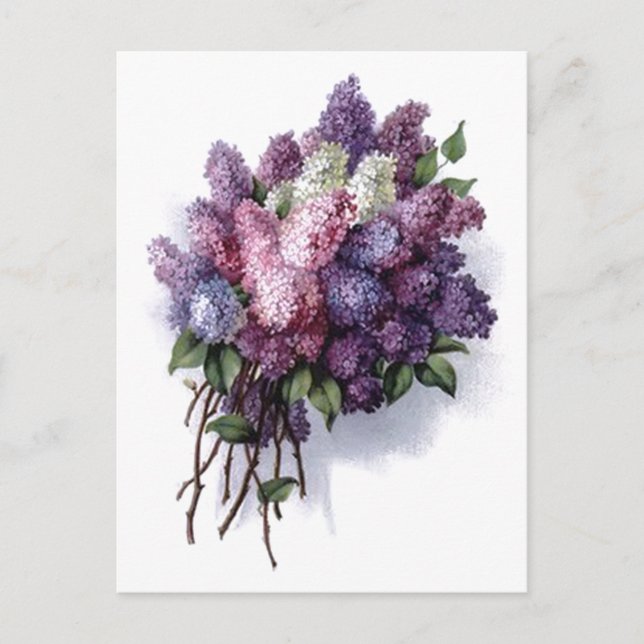 Vintage Lilacs Postcard (Front)