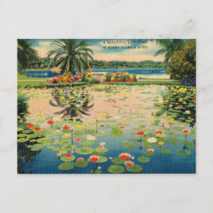 Vintage Lily Pond in Sunny Florida Postcard