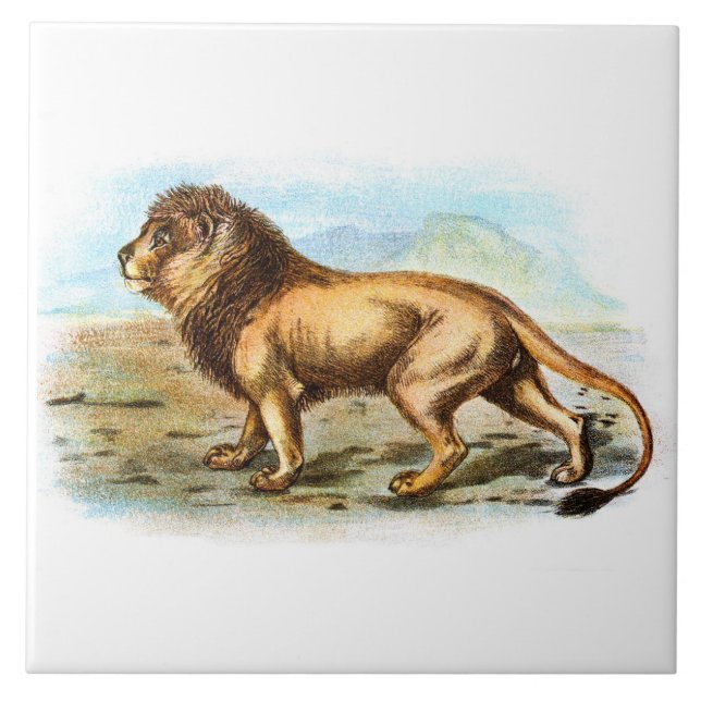 Vintage Lion Animal Illustration Ceramic Tile (Front)