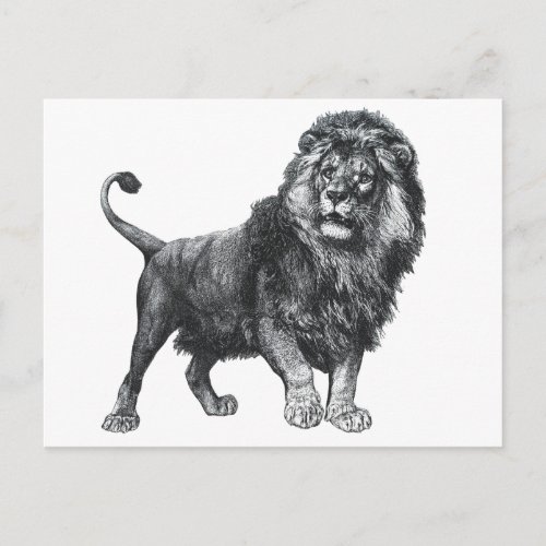 Vintage lion drawing paw lifted looking left postcard