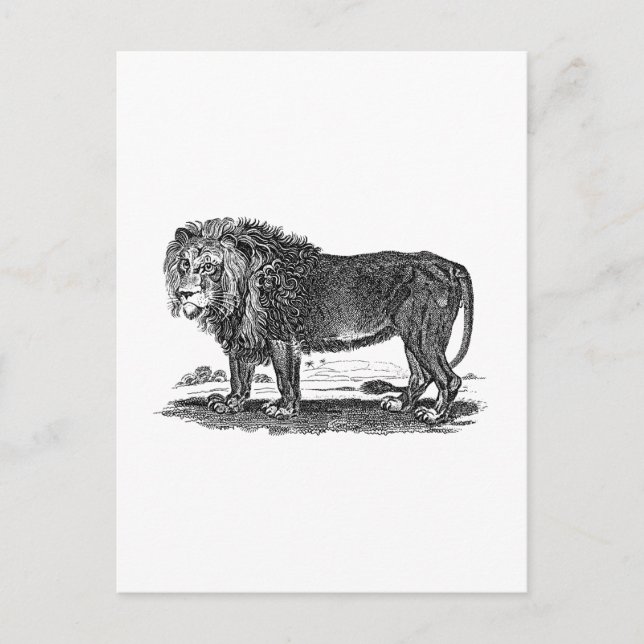 Vintage Lion Illustration - 1800's African Animal Postcard (Front)