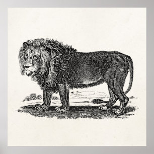 Vintage Lion Illustration - 1800's African Animal Poster