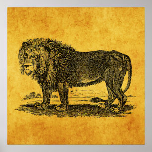 Vintage Lion Illustration - 1800's African Animal Poster