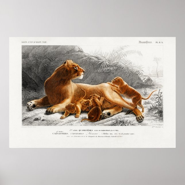 Vintage Lion Illustration Poster (Front)