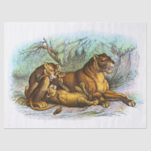 Vintage Lioness And Cubs Illustration Decoupage Tissue Paper