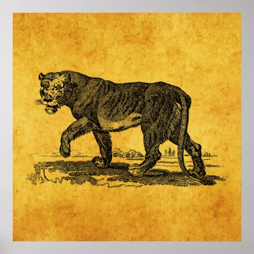 Vintage Lioness Illustration _ 1800s Lion African Poster