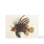 Vintage Lionfish Fish, Marine Ocean Life Animal