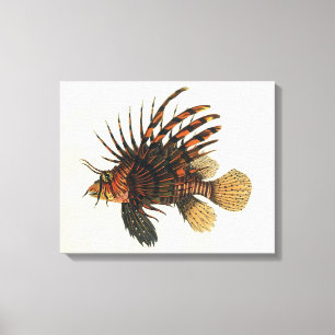 Vintage Lionfish Fish, Marine Ocean Life Animal Canvas Print