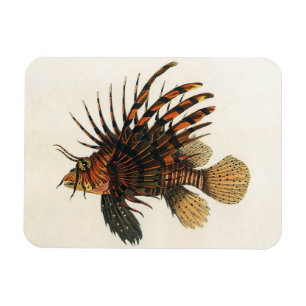 Vintage Lionfish Fish, Marine Ocean Life Animal Magnet