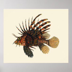 Vintage Lionfish Fish, Marine Ocean Life Animal Poster