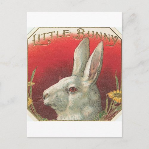 Vintage Little Bunny Rabbit Postcard