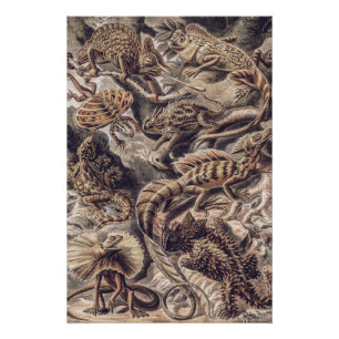 Vintage Lizard Animals by Ernst Haeckel Poster