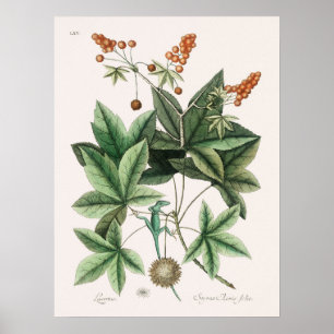 Vintage Lizard Illustration Poster