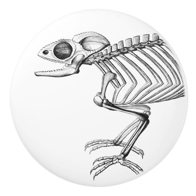 Vintage lizard skeleton knob (Front)
