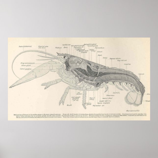 Vintage Lobster Anatomy Diagram (1911) Poster (Front)