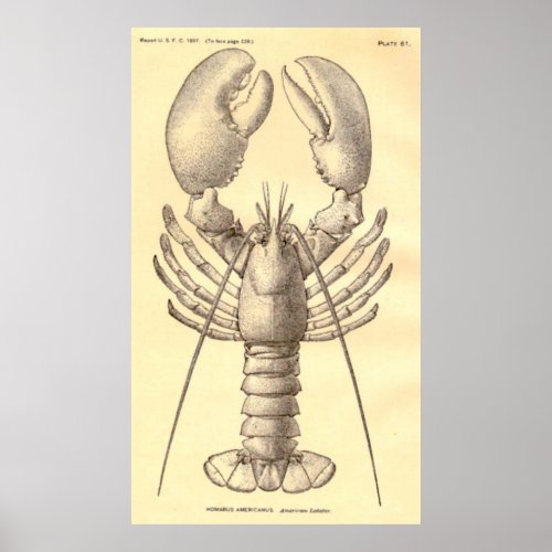 Vintage Lobster Diagram 1897 Poster