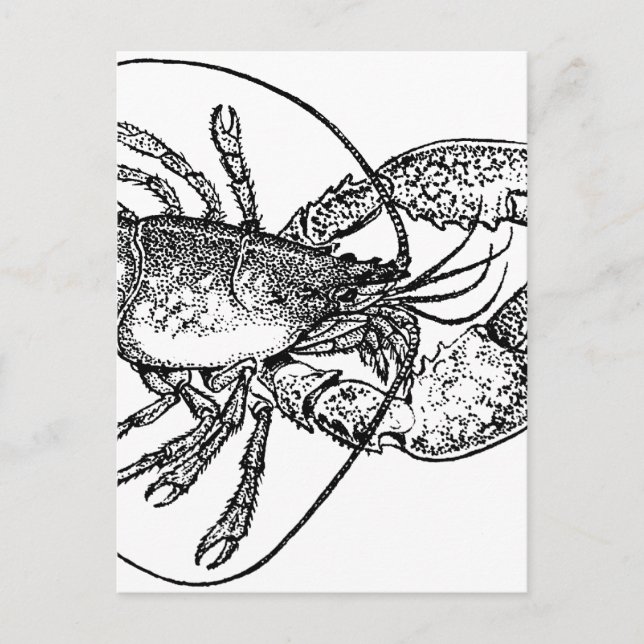Vintage Lobster illustration Postcard (Front)