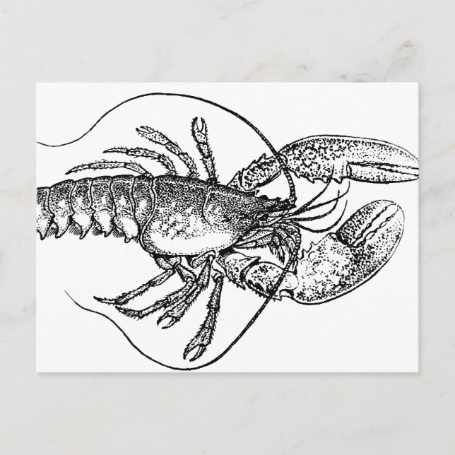 Vintage Lobster illustration Postcard (Front)