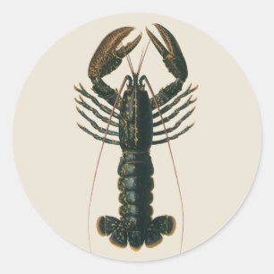 Vintage Lobster, Marine Ocean Life Crustacean Classic Round Sticker