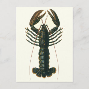 Vintage Lobster, Marine Ocean Life Crustacean Postcard