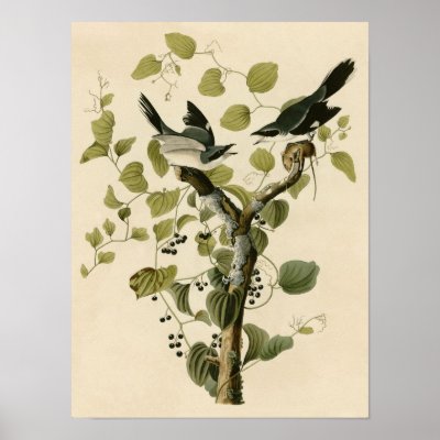 Vintage Loggerhead Shrike Poster Print