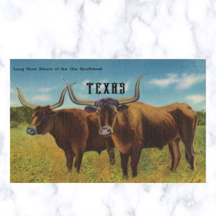 Vintage Long Horn Steers San Antonio Texas Postcard