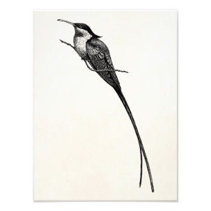 Vintage Long Tailed Hummingbird Illustration Photo Print