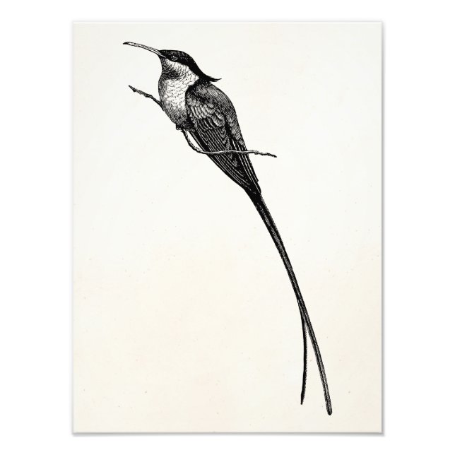 Vintage Long Tailed Hummingbird Illustration Photo Print (Front)