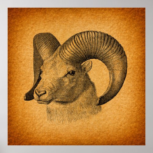 Vintage Longhorn Sheep Antique Art Rustic Orange Poster