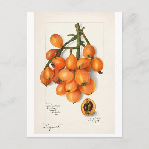 VINTAGE LOQUATS  AMANDA ALMIRA NEWTON POSTCARD