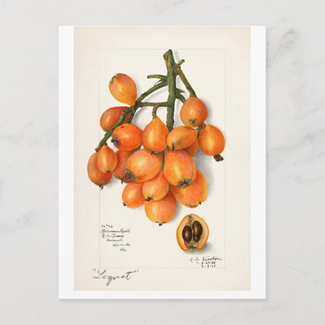 VINTAGE "LOQUATS"  AMANDA ALMIRA NEWTON POSTCARD (Front)
