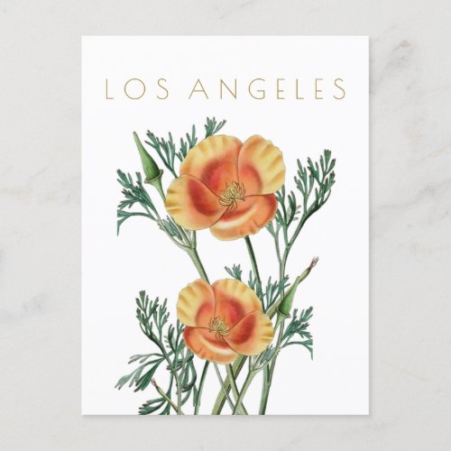 Vintage Los Angeles state flower travel midcentury Postcard