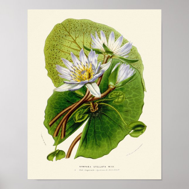 Vintage Lotus Botanical Print (Front)