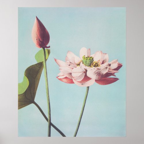 Vintage Lotus Flowers Poster