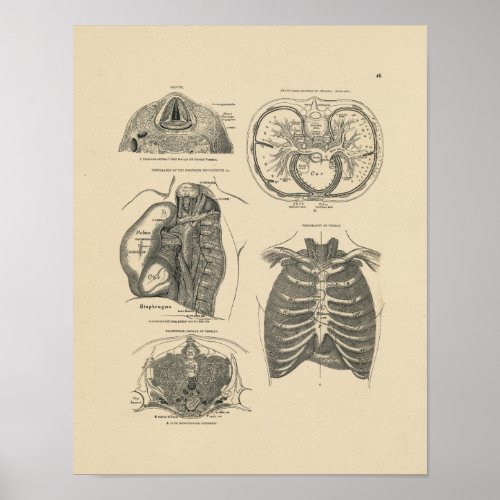 Vintage Lung Heart Anatomy 1880 Print