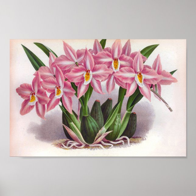Vintage Luscious Pink Orchids Crispum Fastuosum Poster (Front)