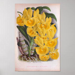 Vintage Lush Yellow Orchids Catasetum Bungerothi Poster