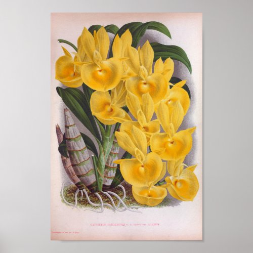 Vintage Lush Yellow Orchids Catasetum Bungerothi Poster