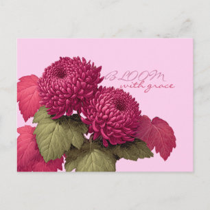 Vintage Magenta Chrysanthemum Botanical Postcard