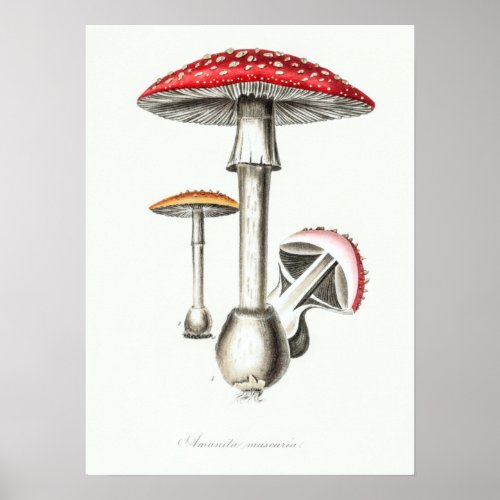 Vintage Magic Mushrooms Illustration Poster