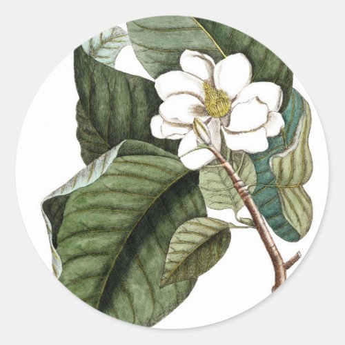 Vintage Magnolia 10 Botanical Art Gift for Her Classic Round Sticker
