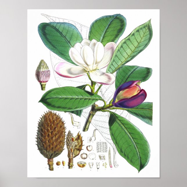 Vintage Magnolia Art Print #1 Botanical Wall Art (Front)