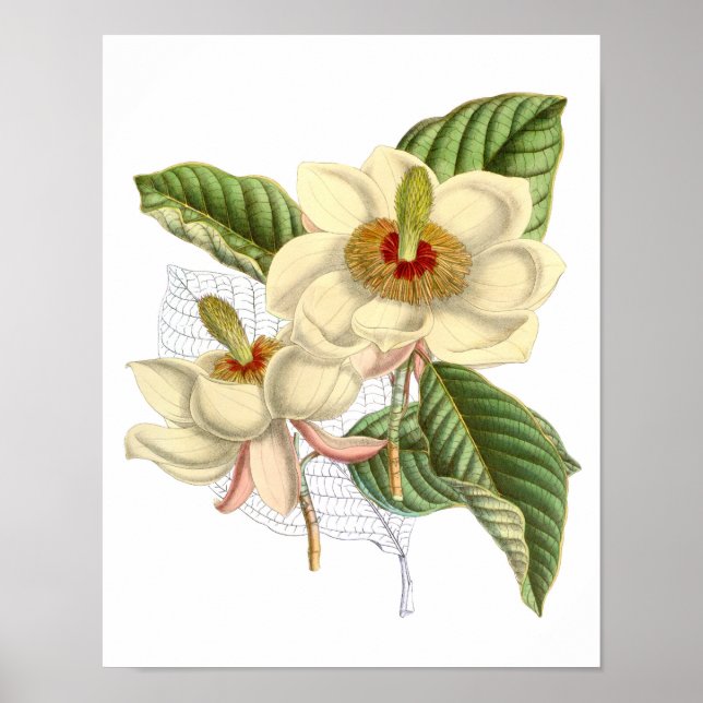 Vintage Magnolia Art Print #4 Botanical Wall Art (Front)