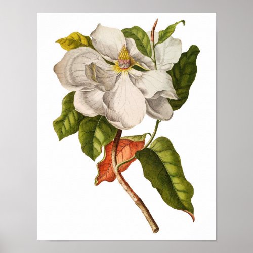 Vintage Magnolia Art Print 5 Botanical Wall Art