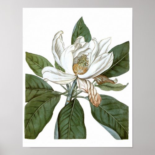 Vintage Magnolia Art Print 6 Botanical Wall Art