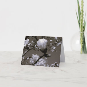 Vintage Magnolia Blossom Note Cards – Cottage Gard