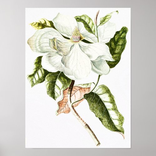 Vintage Magnolia Botanical Illustration Poster