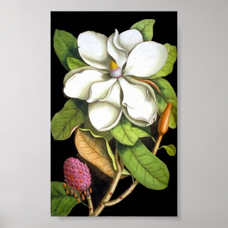 Vintage Magnolia Botanical Poster