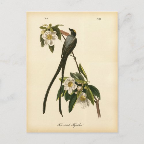 Vintage Magnolia Floral Bird Flycatcher Postcard